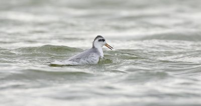 Rosse Franjepoot (Red Phalarope)