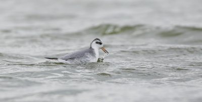 Rosse Franjepoot (Red Phalarope)