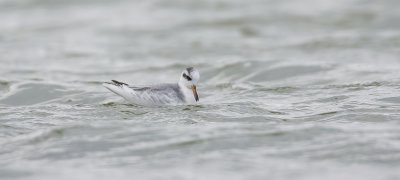Rosse Franjepoot (Red Phalarope)