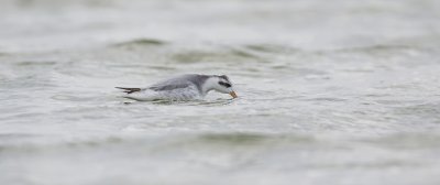 Rosse Franjepoot (Red Phalarope)