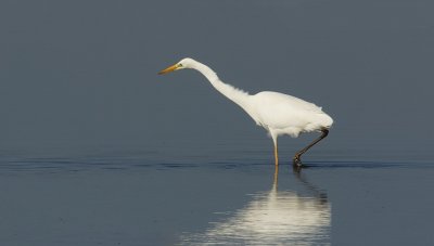 Grote Zilverreiger (Western Great Egret)