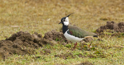 Kievit (Northern Lapwing)