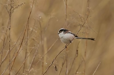Staartmees (Long-tailed Tit)