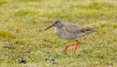 Tureluur (Common Redshank)