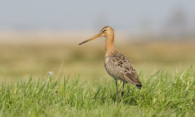 Grutto (Black-tailed Godwit)