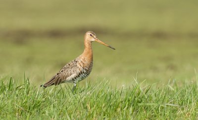 Grutto (Black-tailed Godwit)