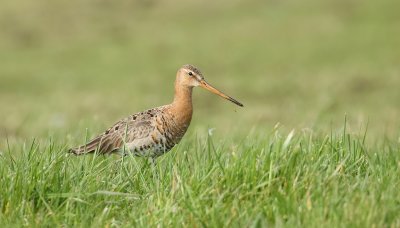 Grutto (Black-tailed Godwit)