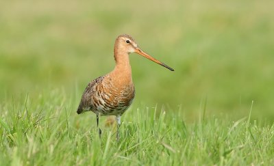 Grutto (Black-tailed Godwit)