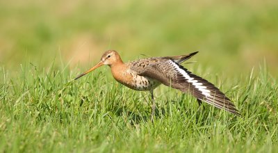 Grutto (Black-tailed Godwit)