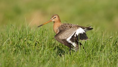 Grutto (Black-tailed Godwit)