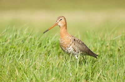 Grutto (Black-tailed Godwit)