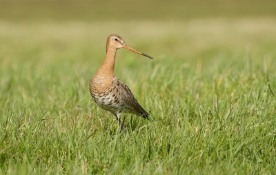 Grutto (Black-tailed Godwit)