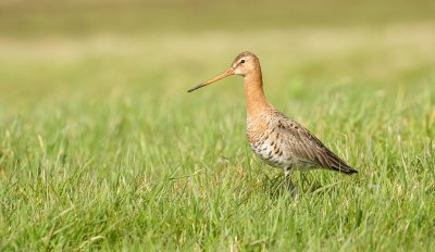 Grutto (Black-tailed Godwit)