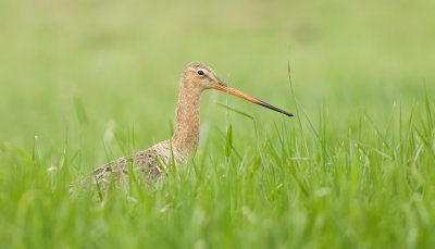 Grutto (Black-tailed Godwit)