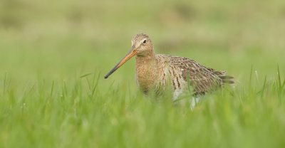 Grutto (Black-tailed Godwit)