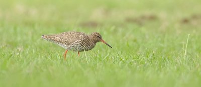 Tureluur (Common Redshank)