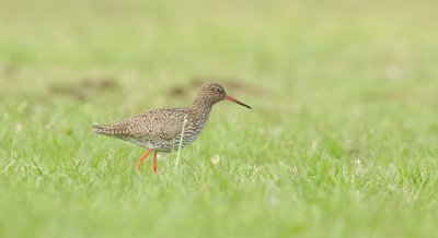 Tureluur (Common Redshank)