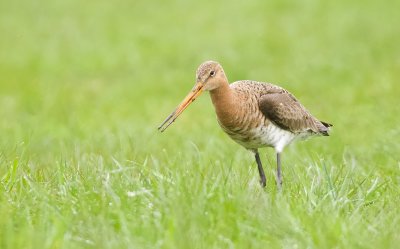 Grutto (Black-tailed Godwit)