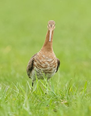 Grutto (Black-tailed Godwit)