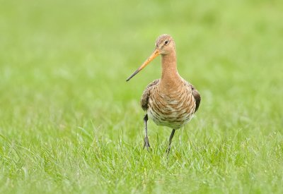 Grutto (Black-tailed Godwit)