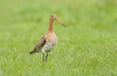 Grutto (Black-tailed Godwit)