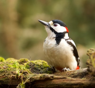 Grote Bonte Specht (Great Spotted Woodpecker)