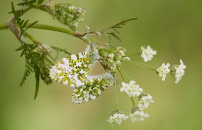 Oranjetipje (Anthocharis cardamines)