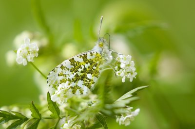 Oranjetipje (Anthocharis cardamines)