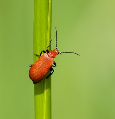 Roodkopvuurkever (Pyrochroa serraticornis) 