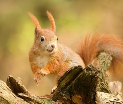 Eekhoorn (Red Squirrel)