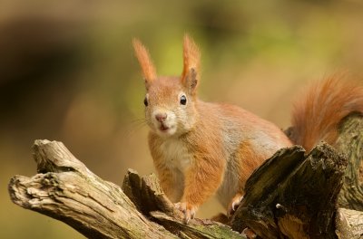 Eekhoorn (Red Squirrel)