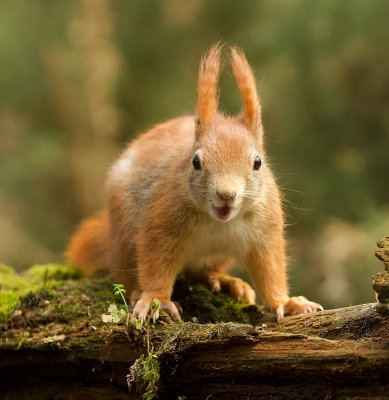Eekhoorn (Red Squirrel)