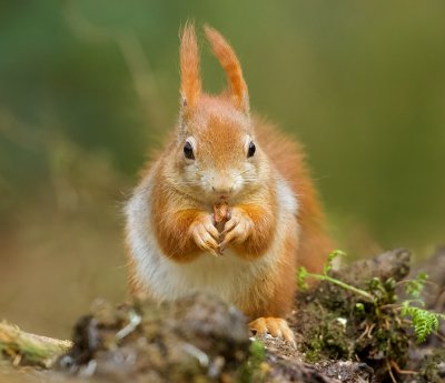 Eekhoorn (Red Squirrel)