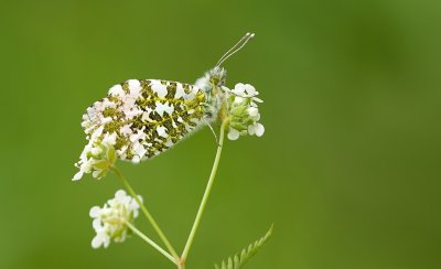 Oranjetipje (Anthocharis cardamines)