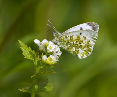 Oranjetipje (Anthocharis cardamines)