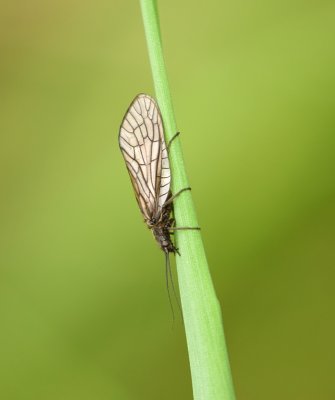 Elzen- of Slijkvlieg (Sialis lutaria) - Alderfly