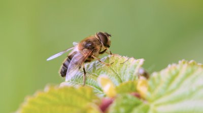 Kegelbijvlieg (Eristalis pertinax)