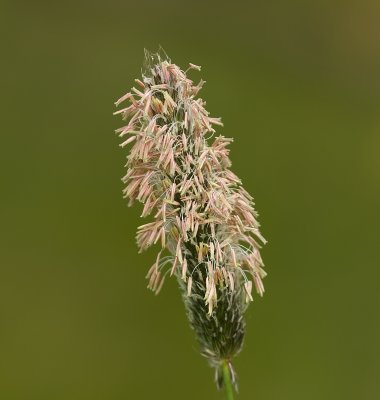 Grote Vossenstaart (Alopecurus pratensis) - Meadow foxtail