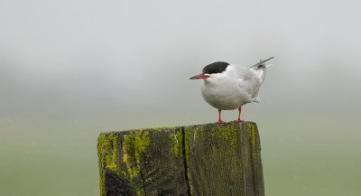 Visdief (Common Tern)