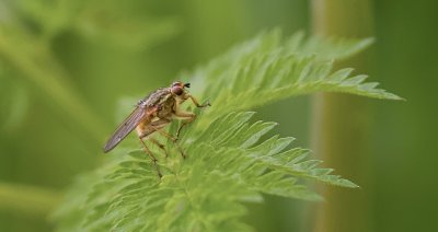 Strontvlieg (Scathophaga stercoraria) - Yellow Dung Fly