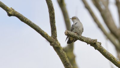 Koekoek (Common Cuckoo)