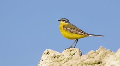 Gele Kwikstaart (Yellow Wagtail)