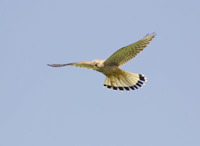 Torenvalk (Common Kestrel)