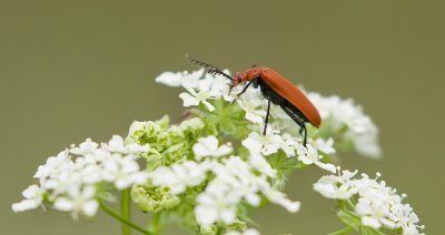 Roodkopvuurkever (Pyrochroa serraticornis) 