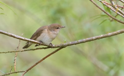 Tuinfluiter (Garden Warbler)