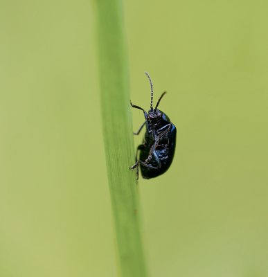 Elzenhaantje (Agelastica alni) - Alder Leaf Beetle