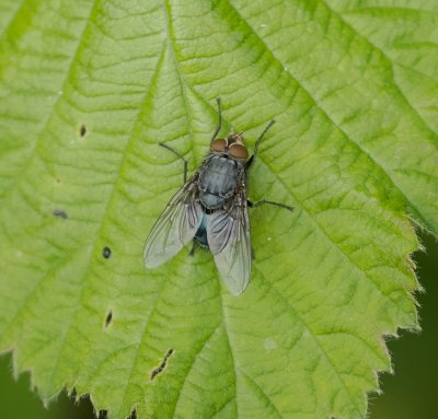 Bromvlieg sp. (Calliphoridae sp.) - Blow Fly sp.