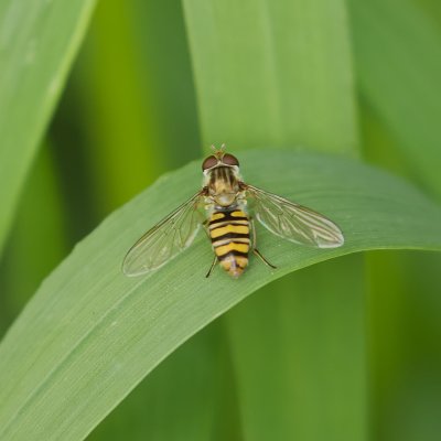 Snorzweefvlieg (Episyrphus balteatus) - Marmalade Hoverfly