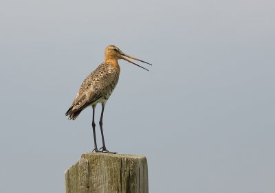 Grutto (Black-tailed Godwit)