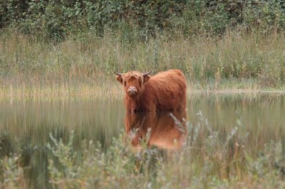 Schotse Hooglander (Highland Cattle)